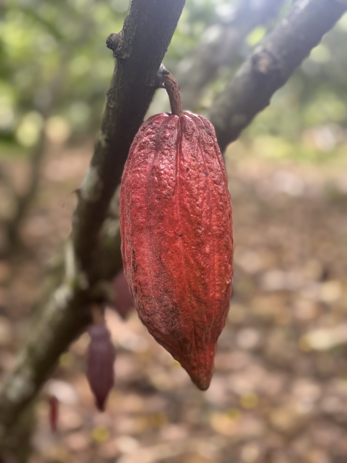 WHOLESALE - MINIMUM 10 UNITS | Bulk 7oz Ceremonial Cacao | With Packaging.